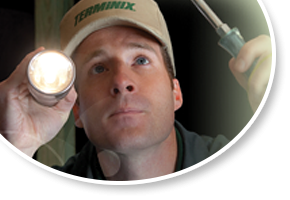 Residential Pest Control Services 